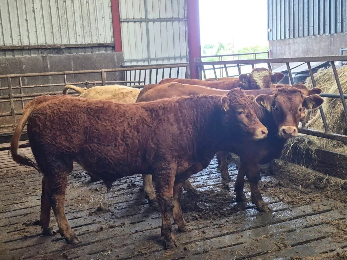 Top quality  bull weinlings - Image 3