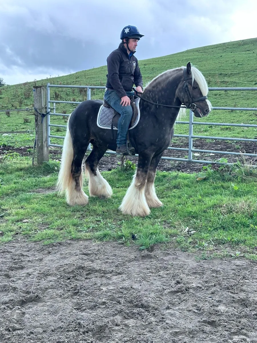 Cob stallion - Image 1