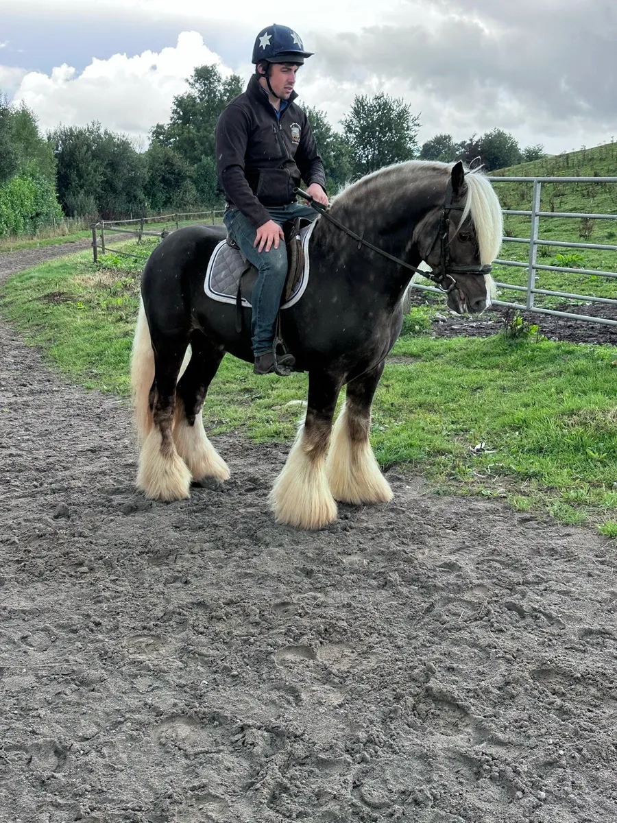 Cob stallion - Image 3