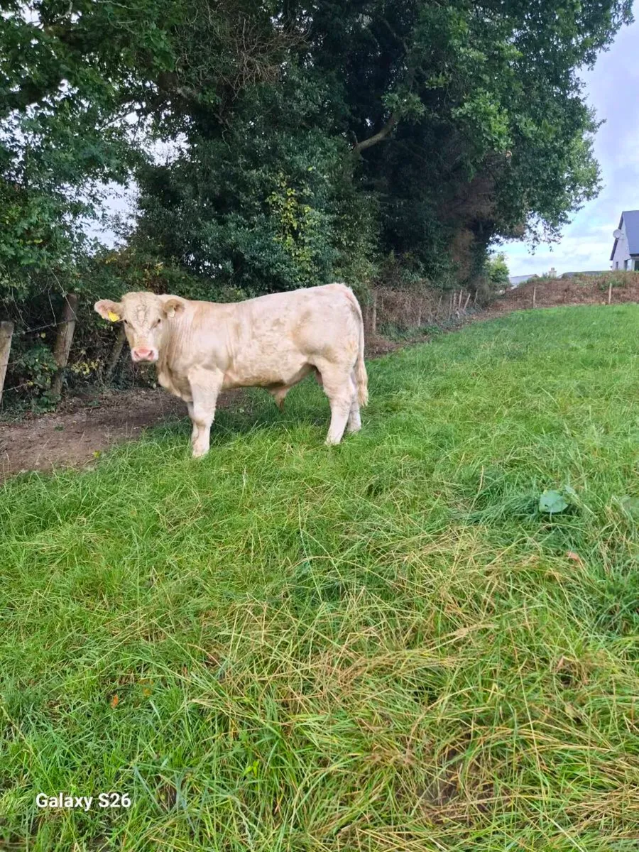 Pbr charlaois bull - Image 1