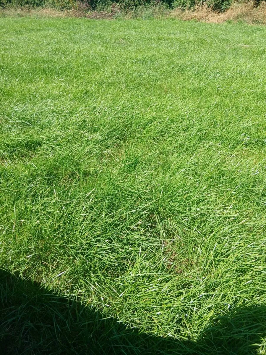Grass for Silage