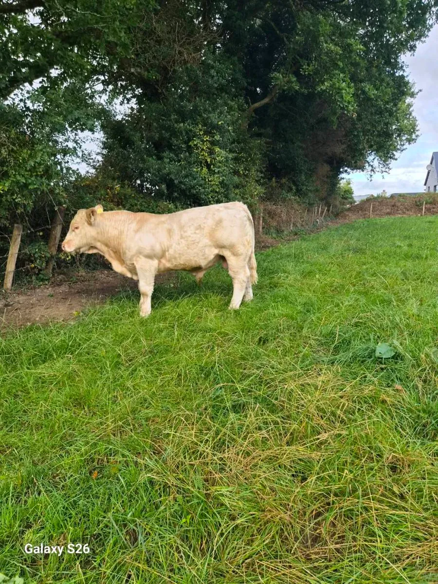 Pbr charlaois bull - Image 3