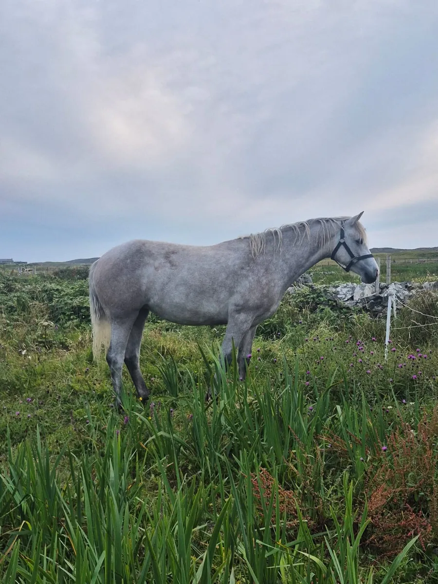 Filly - Image 1