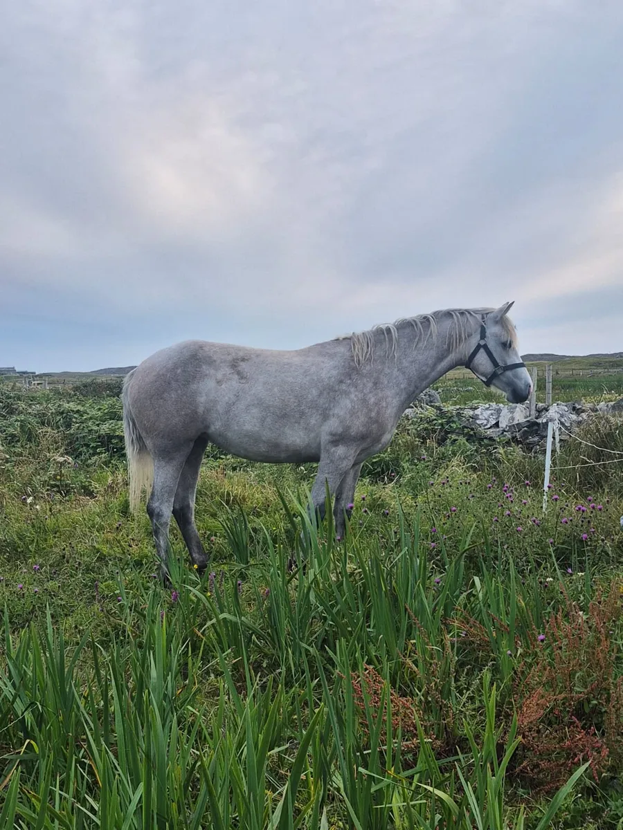 Filly - Image 2