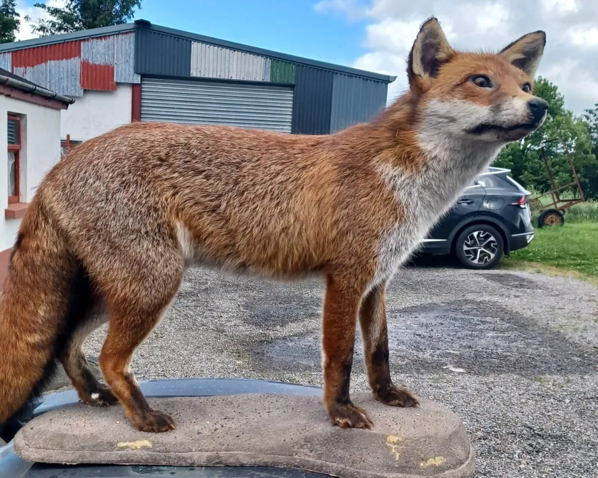 Fox - Image 2