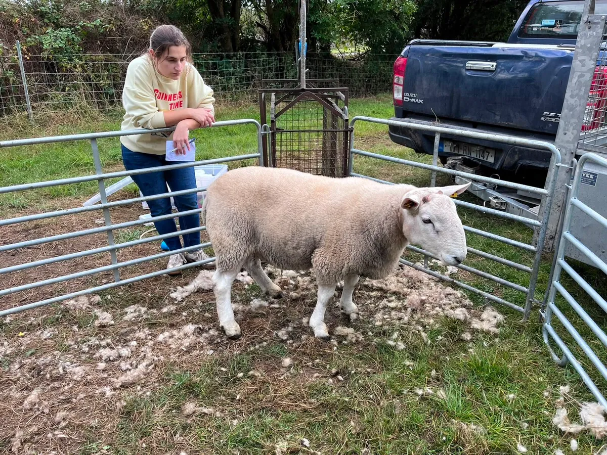 Cheviot rams - Image 2