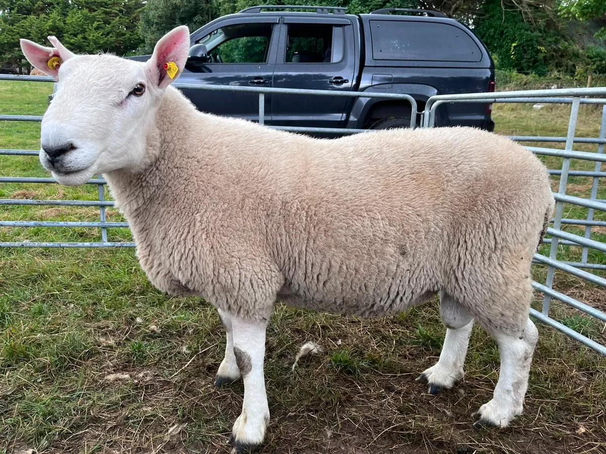 Cheviot rams - Image 3