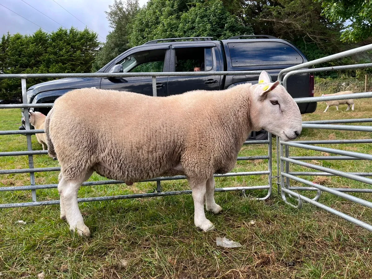 Cheviot rams - Image 4
