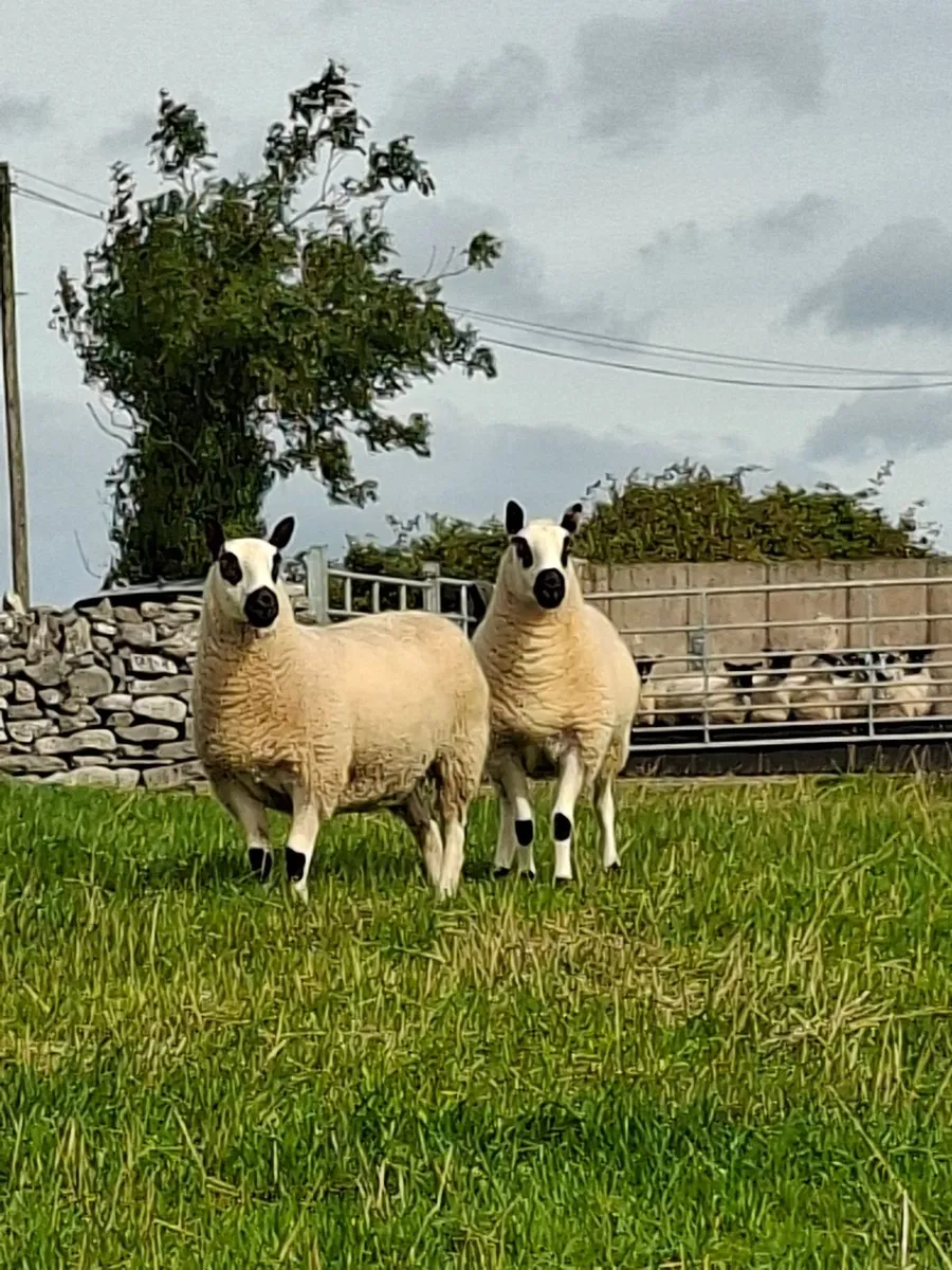 Kerryhill sheep - Image 2