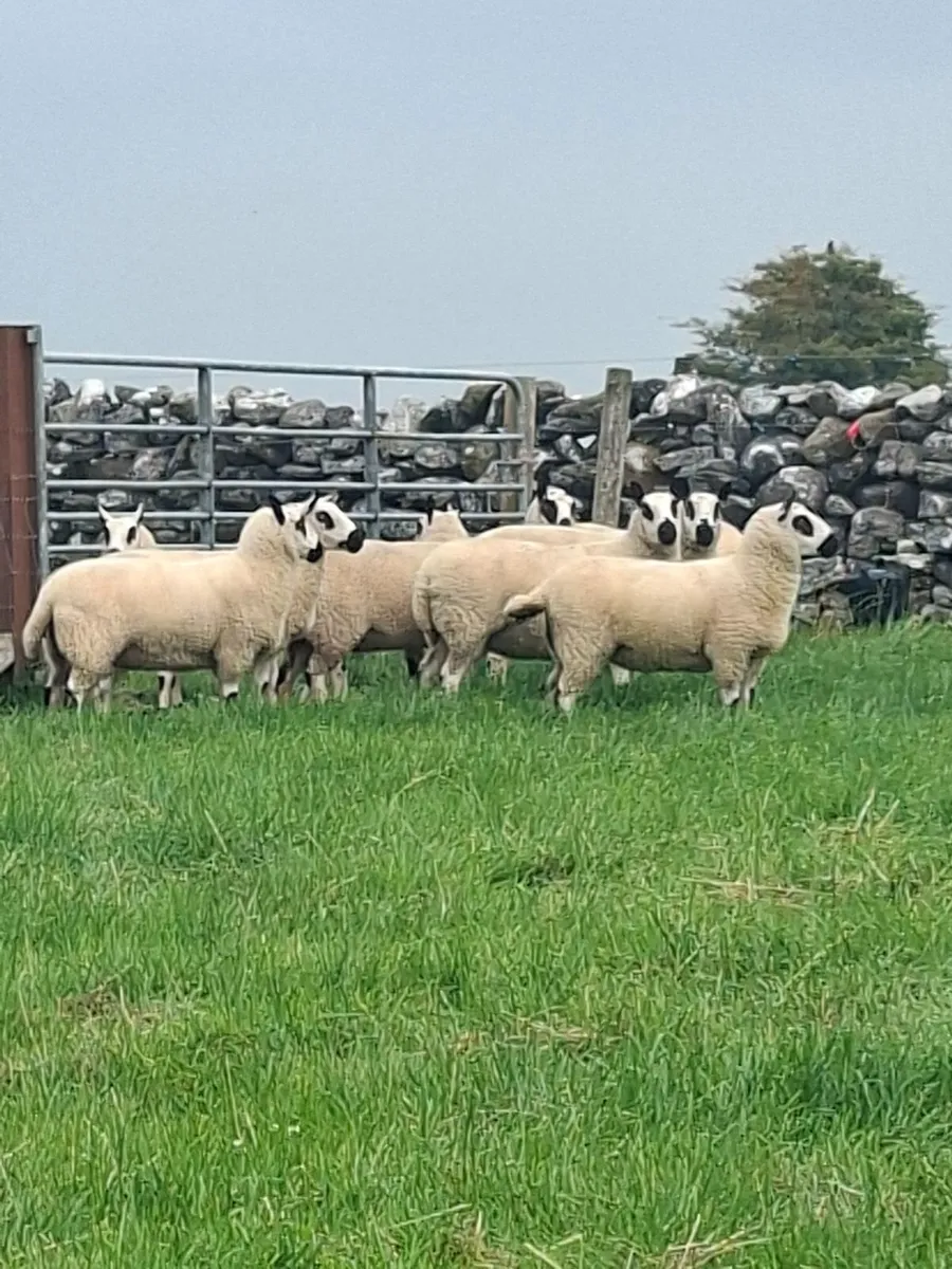 Kerryhill sheep - Image 1