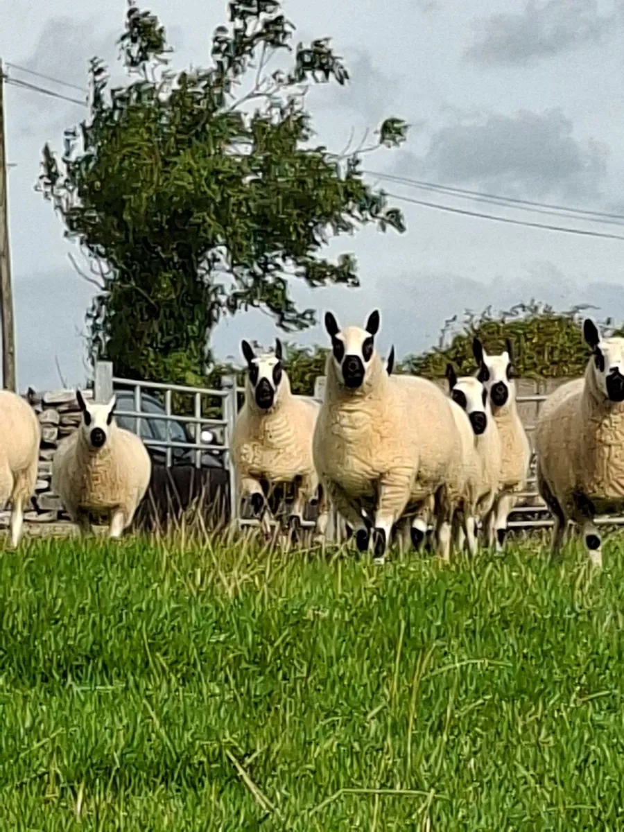 Kerryhill sheep - Image 3
