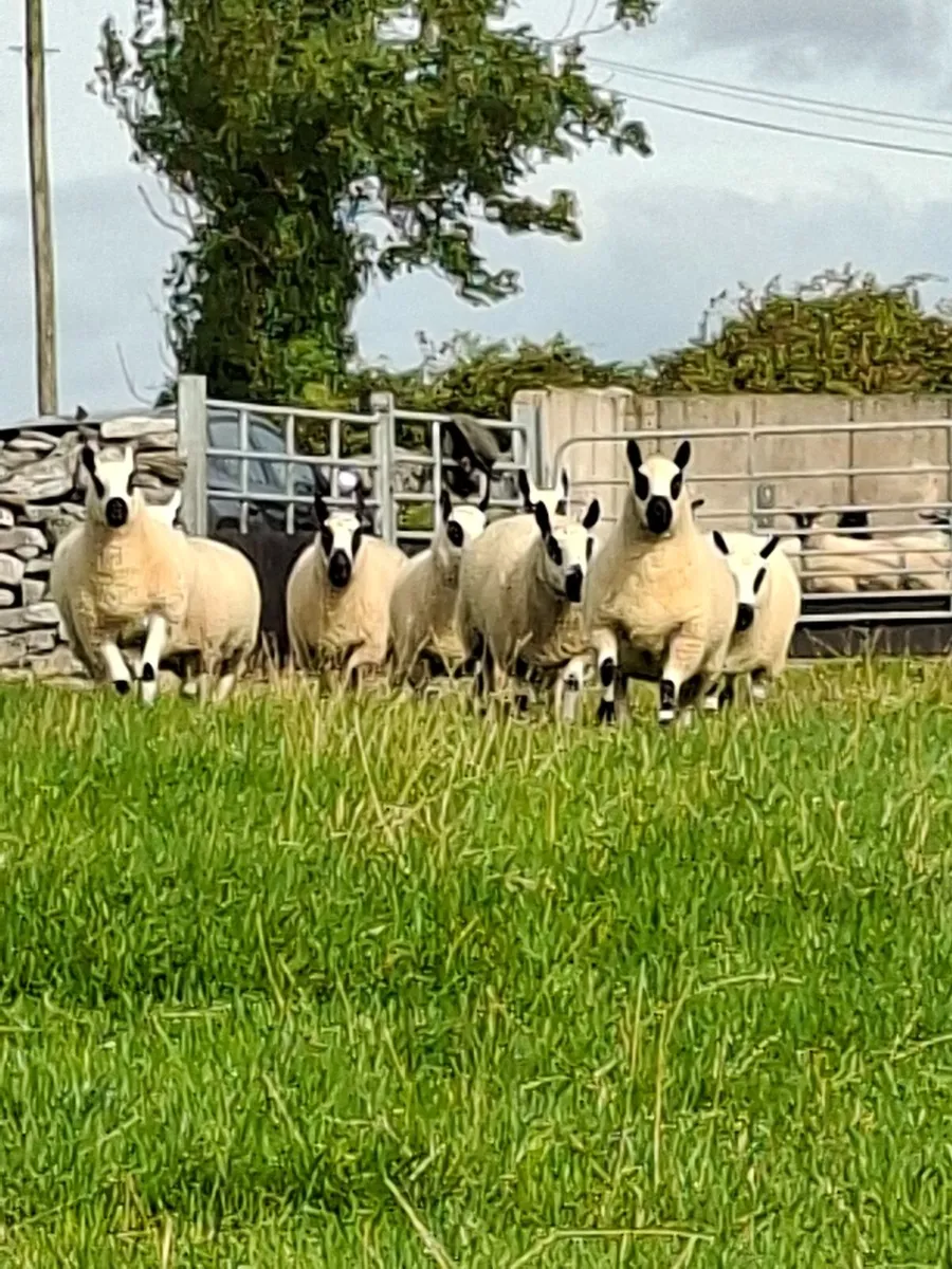 Kerryhill sheep - Image 4