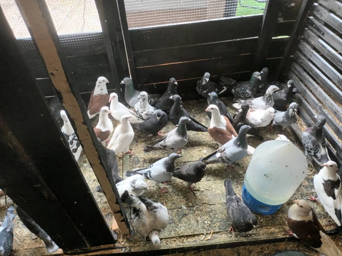 Pigeons - Image 2