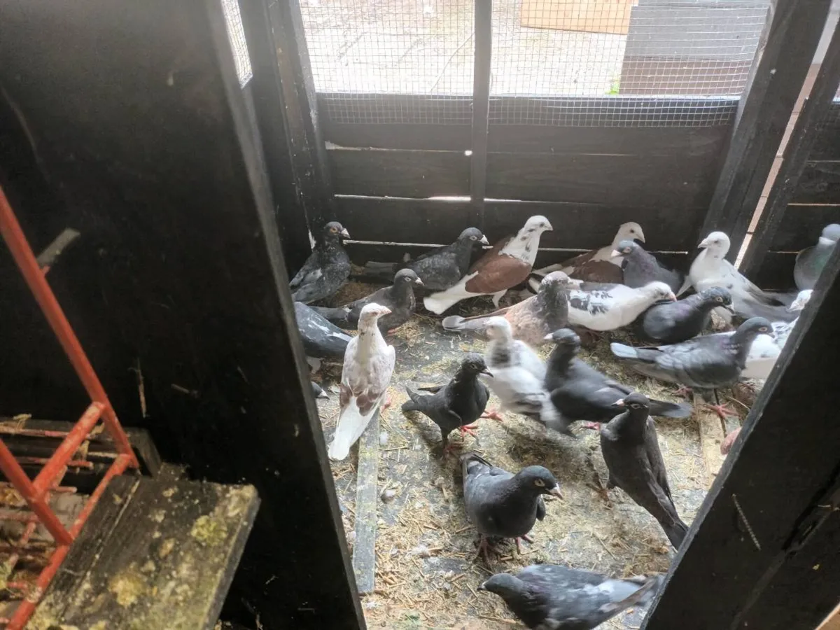 Pigeons - Image 3