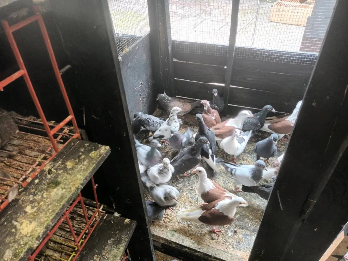 Pigeons - Image 4