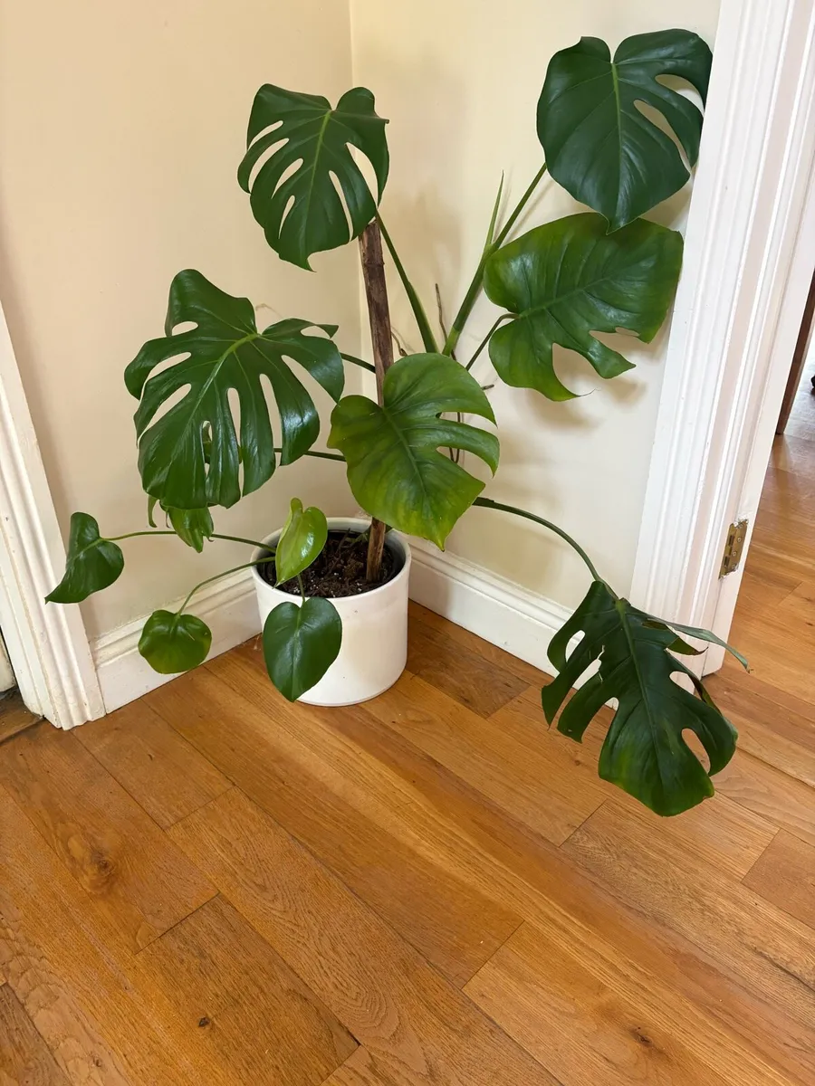 Plants and Pots - Image 2