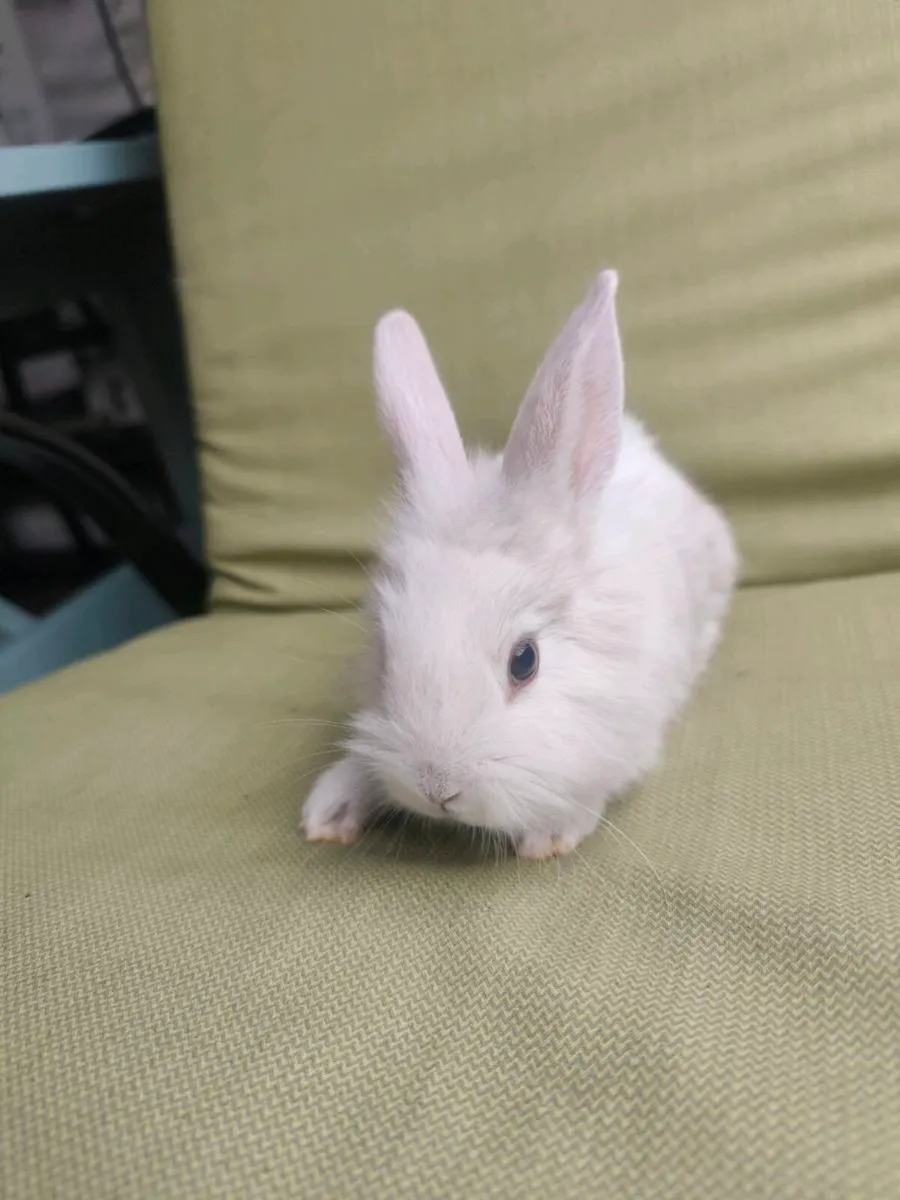 Rabbits - Image 1