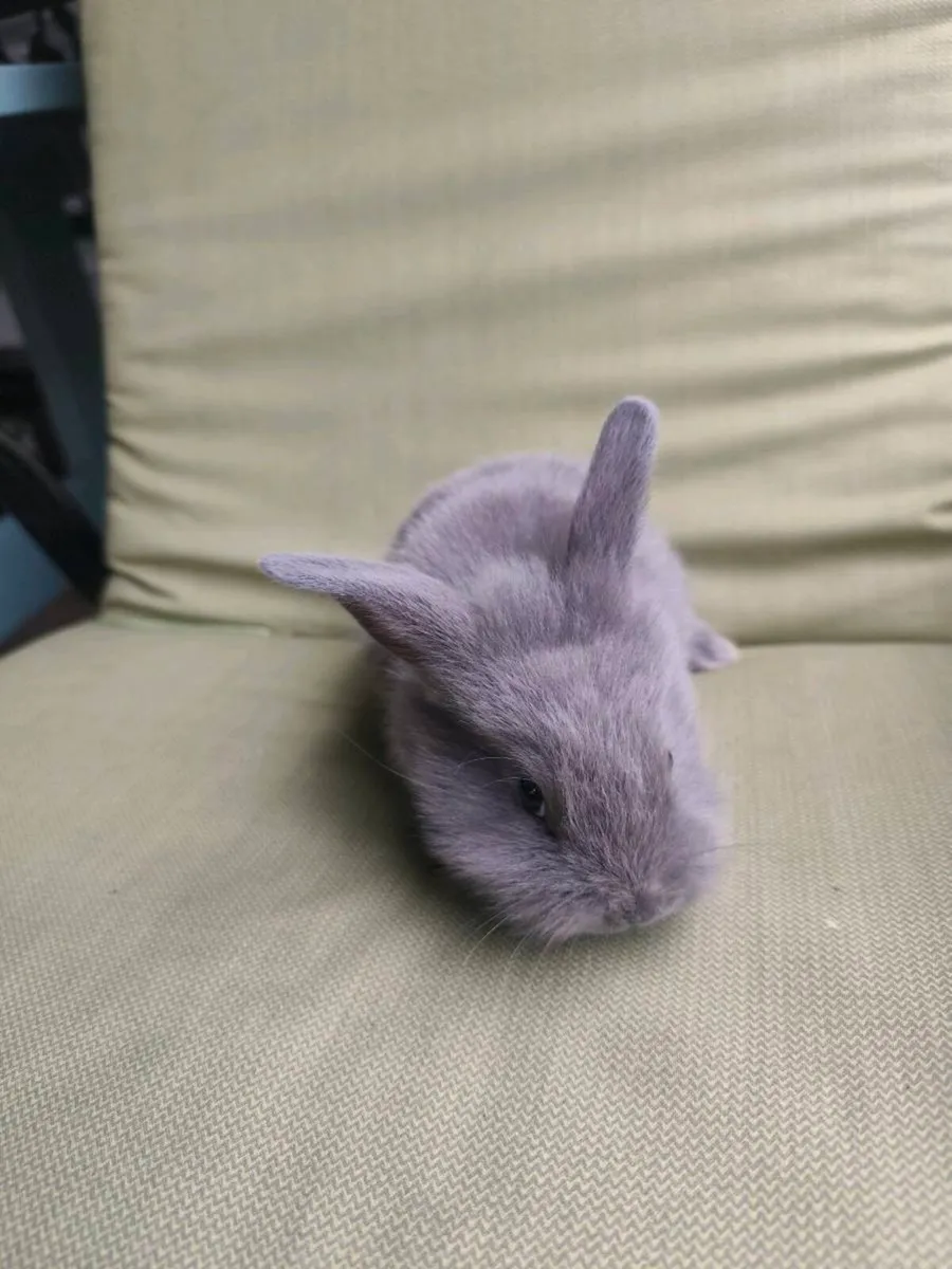 Rabbits - Image 2
