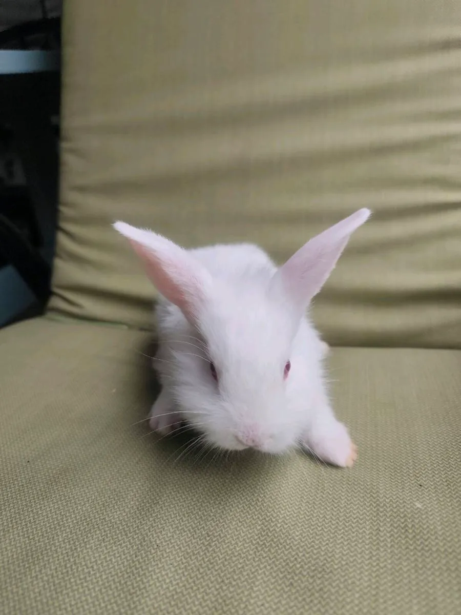 Rabbits - Image 3