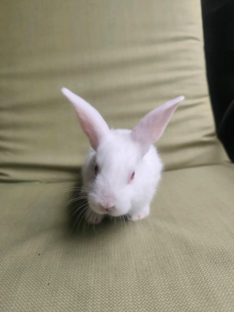 Rabbits - Image 4