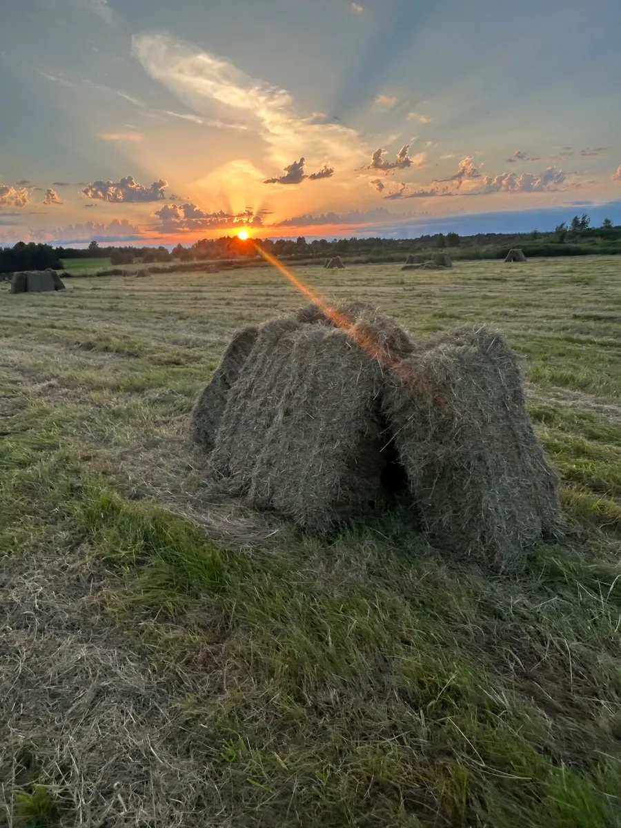 Hay small bales and round bales £3.50.  /£35 - Image 4