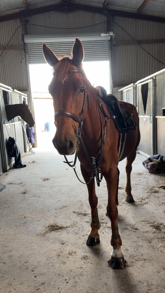 Irish Sport Horse - Image 1