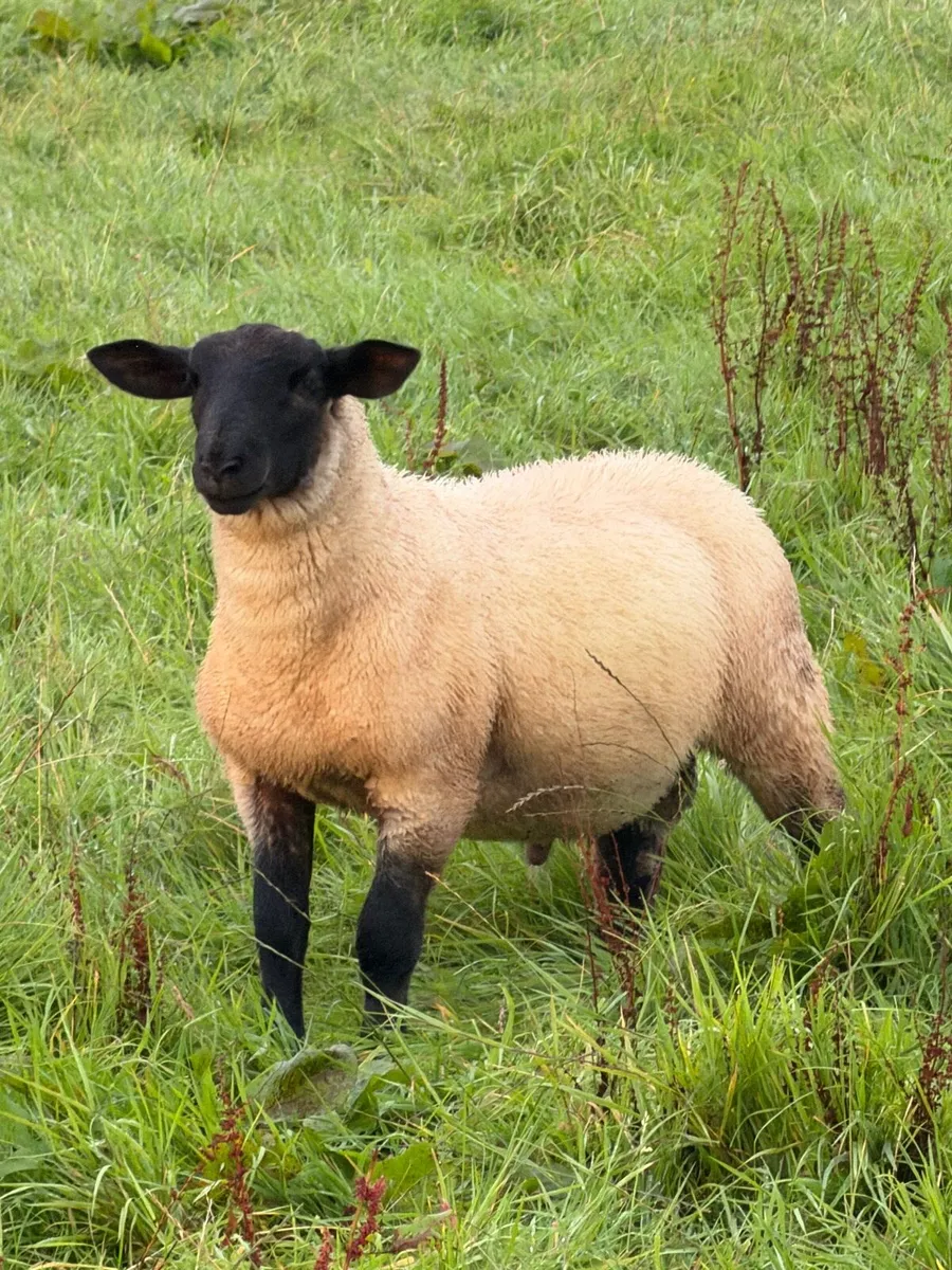 Suffolk cross ram lambs - Image 1