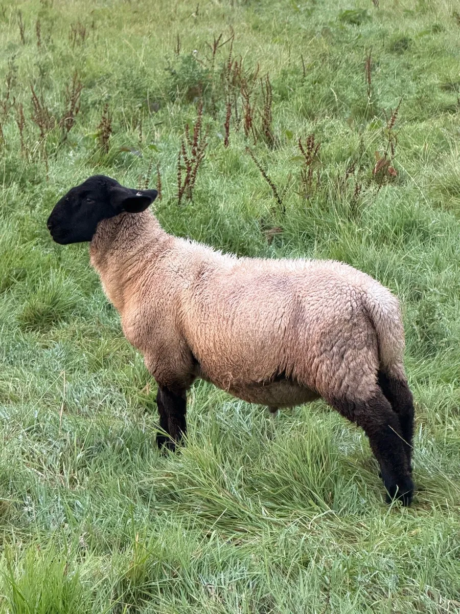 Suffolk cross ram lambs - Image 2
