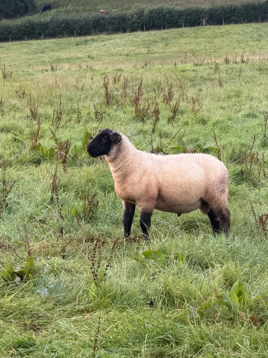 Suffolk cross ram lambs - Image 3