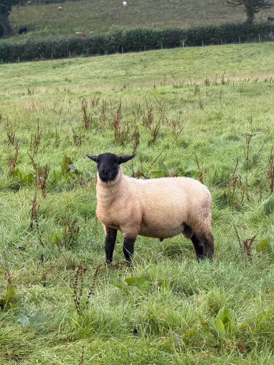Suffolk cross ram lambs - Image 4