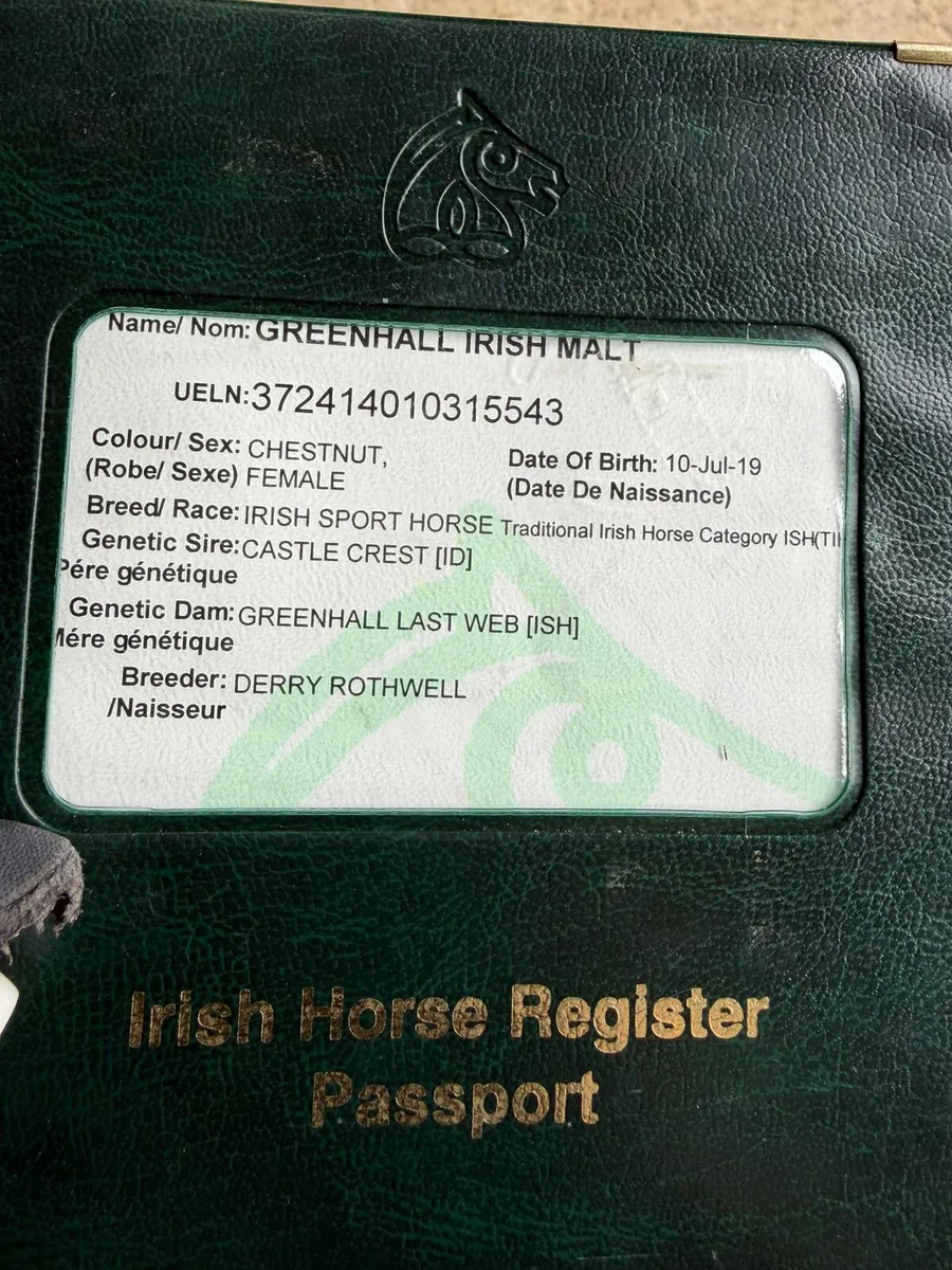 Irish Sport Horse - Image 3
