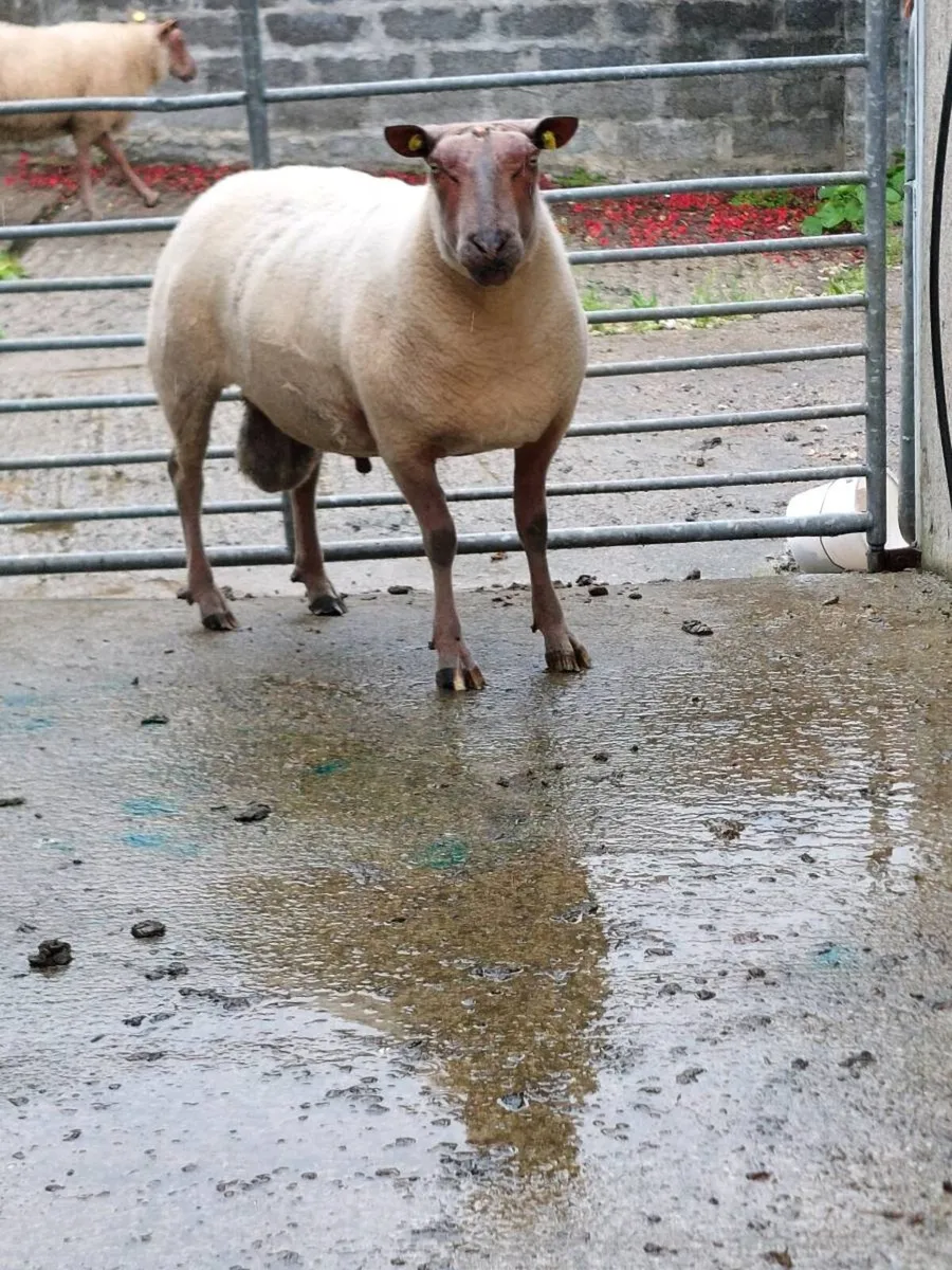PB ROUGE RAMS - Image 1