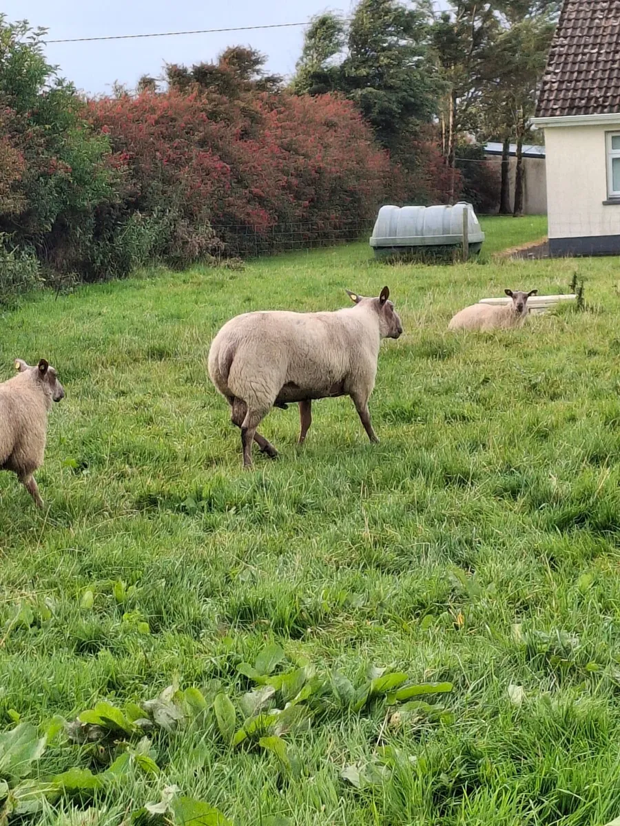 PB ROUGE RAMS - Image 2