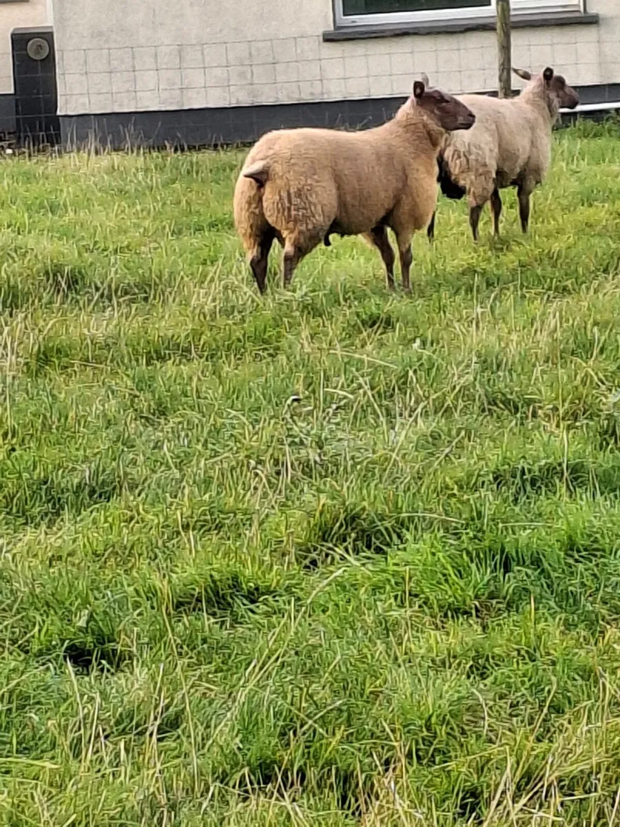 PB ROUGE RAMS - Image 3