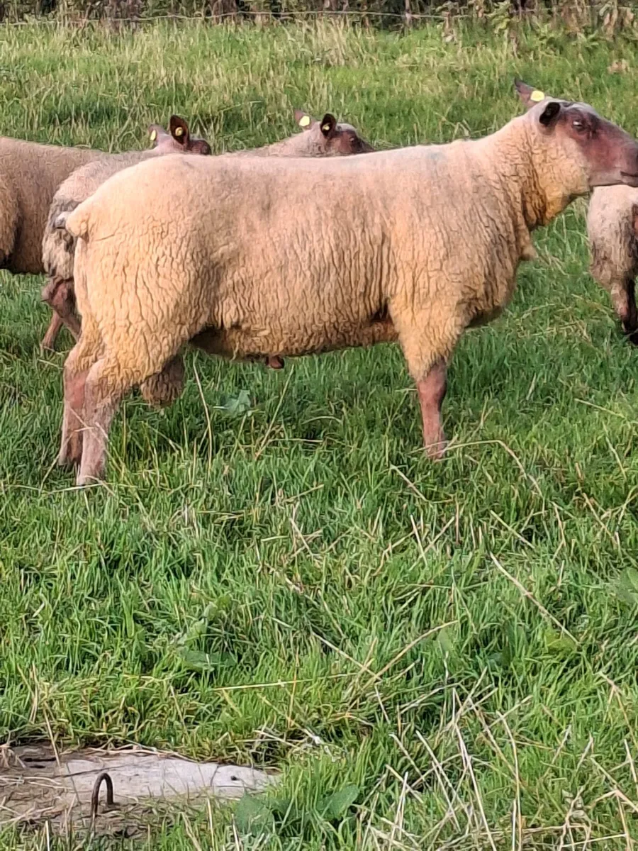 PB ROUGE RAMS - Image 4