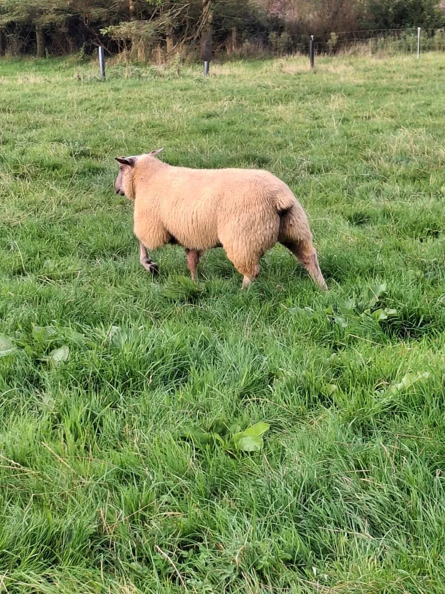 PB ROUGE RAMS - Image 3