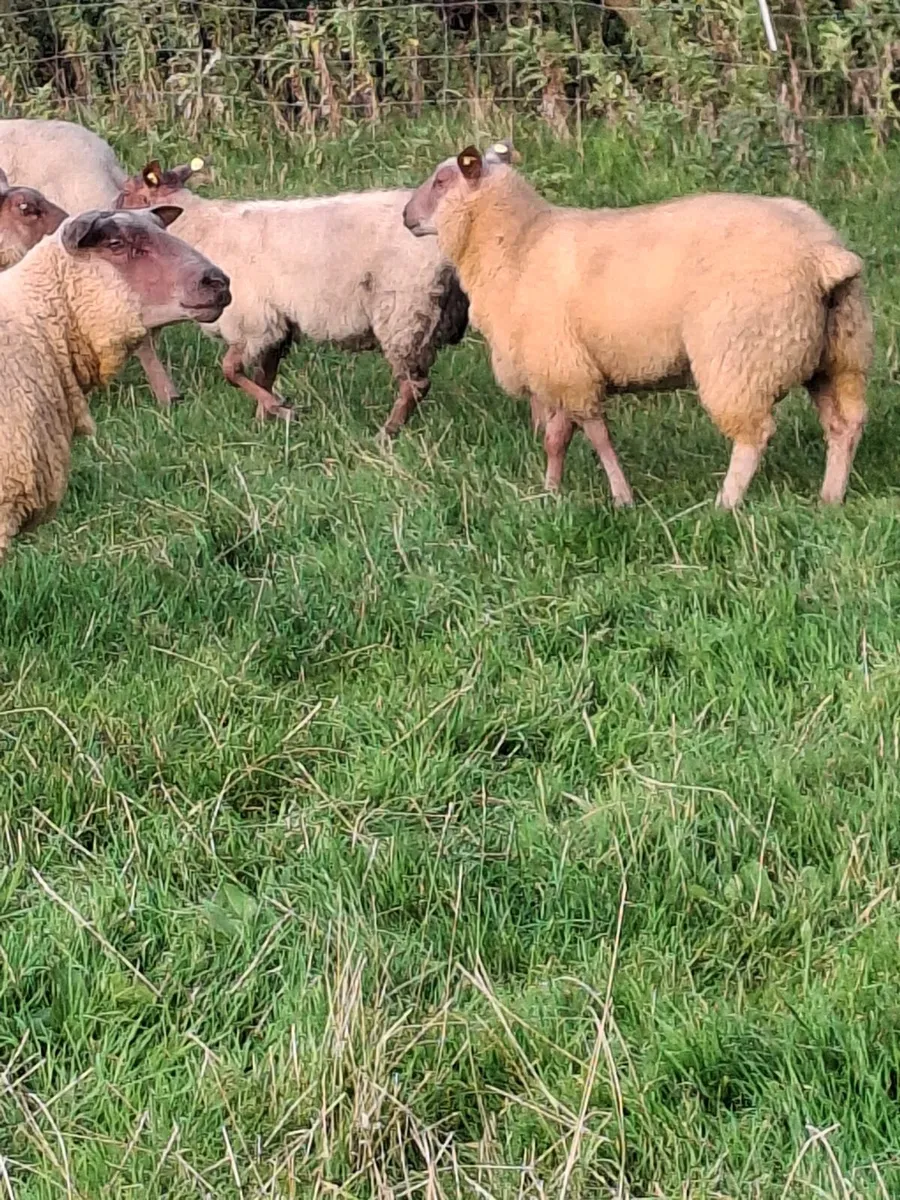 PB ROUGE RAMS - Image 4