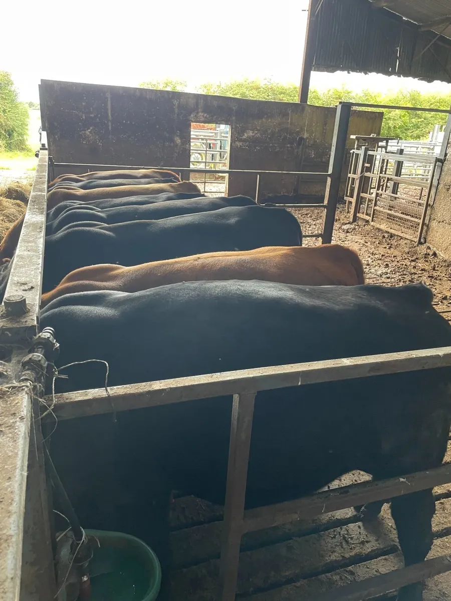 Angus Cattle - Image 1