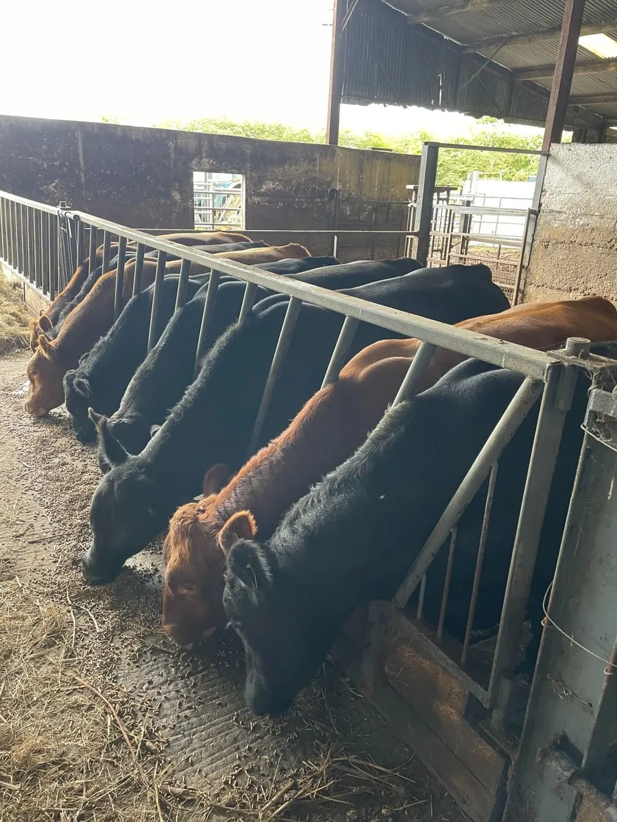 Angus Cattle - Image 2