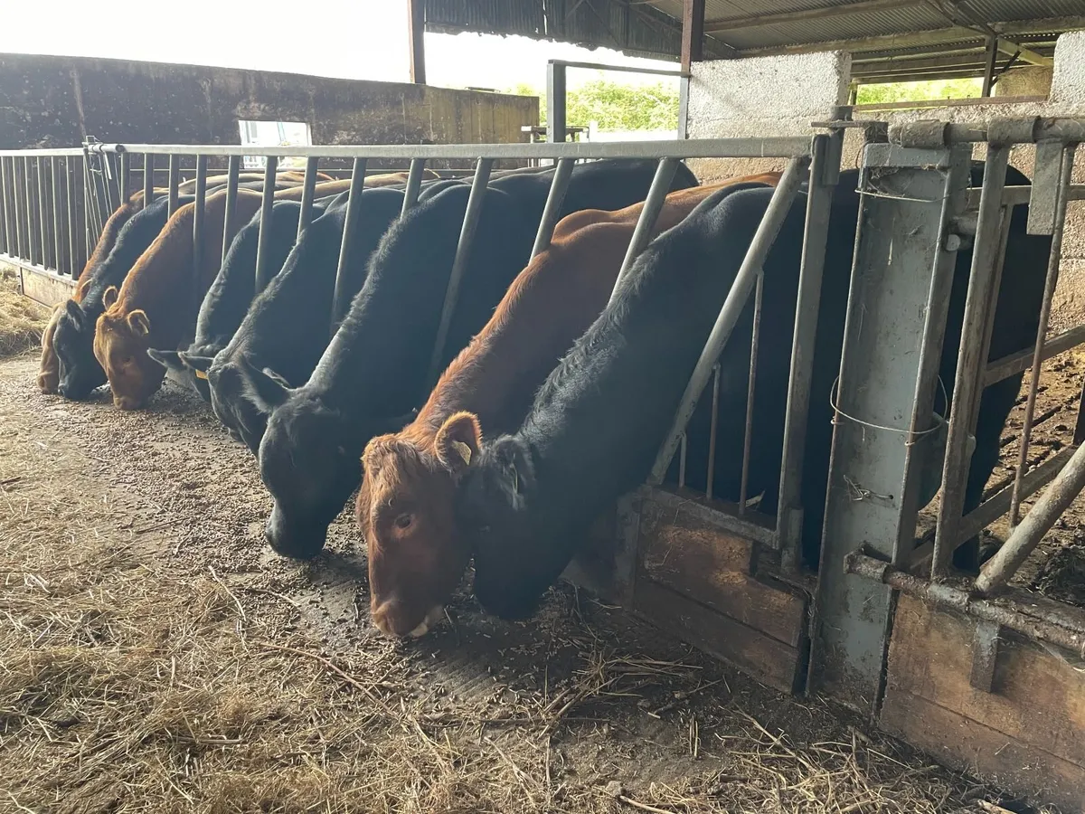Angus Cattle - Image 3