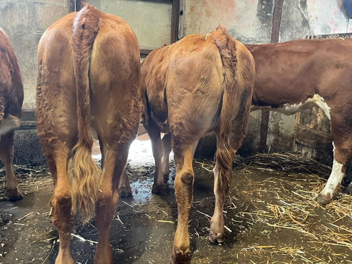 Suckler Bred Hereford Heifers - Image 3