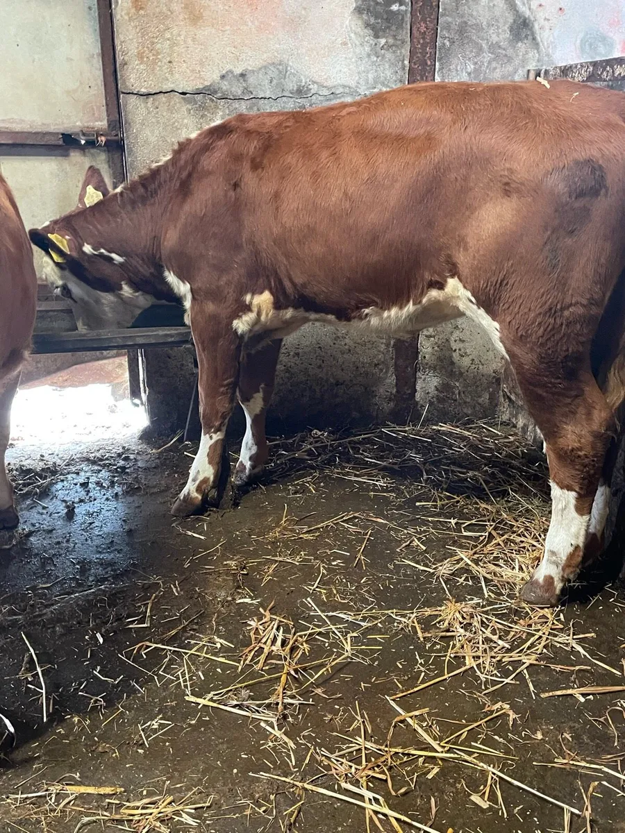 Suckler Bred Hereford Heifers - Image 4