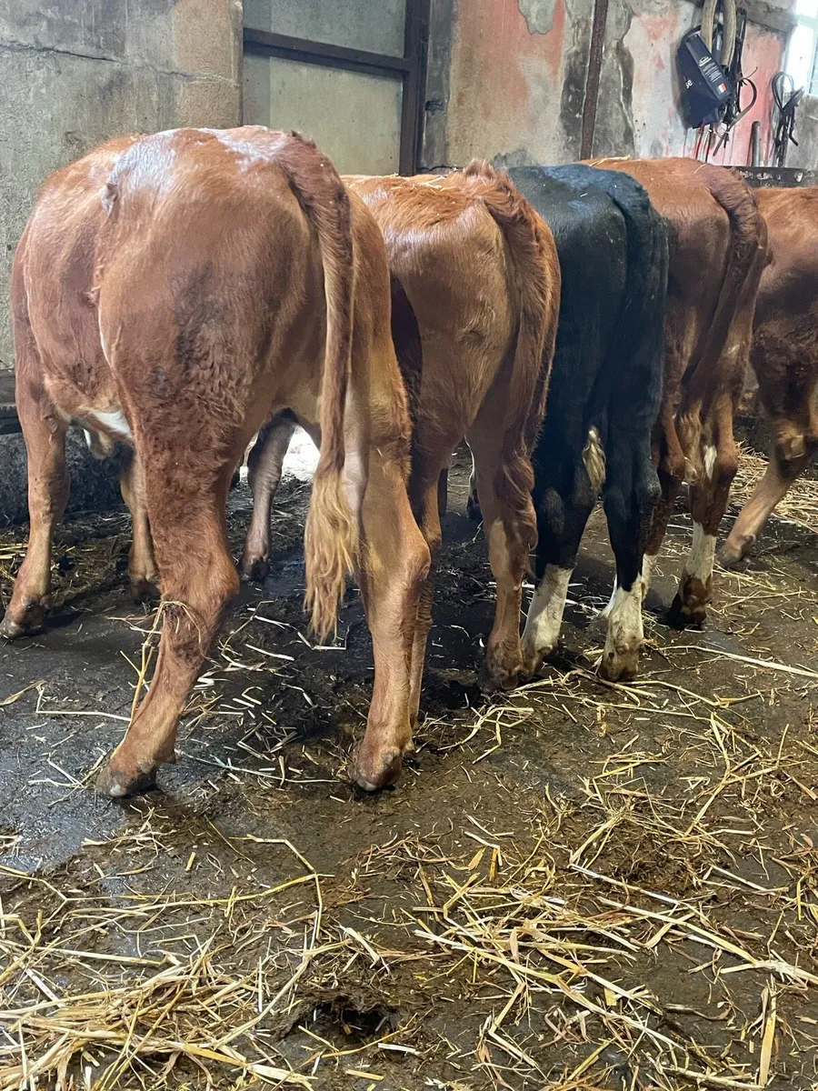 Suckler Bred Hereford Heifers - Image 1