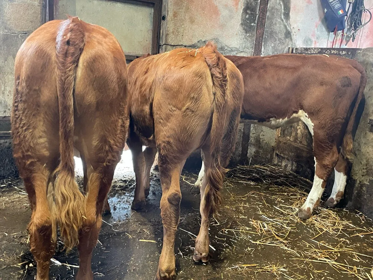 Suckler Bred Hereford Heifers - Image 2