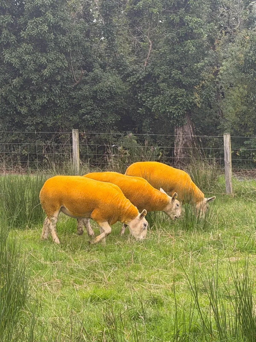 Texel Cross Hoggets - Image 1