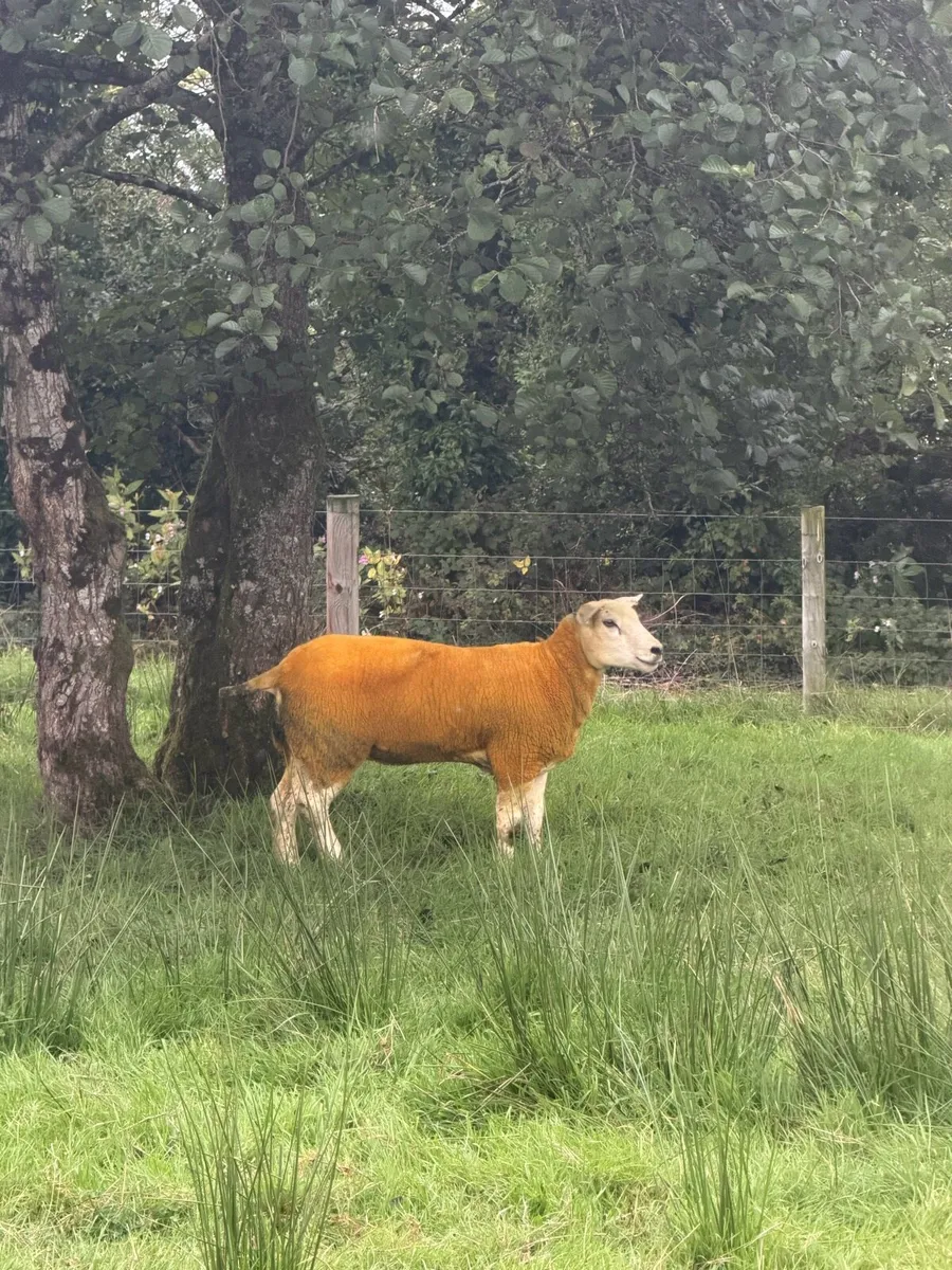 Texel Cross Hoggets - Image 2