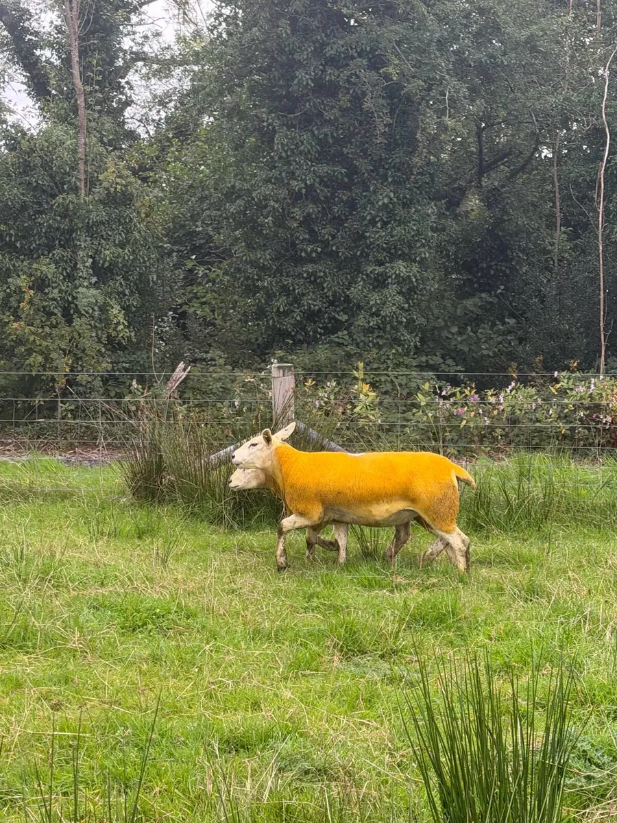 Texel Cross Hoggets - Image 3