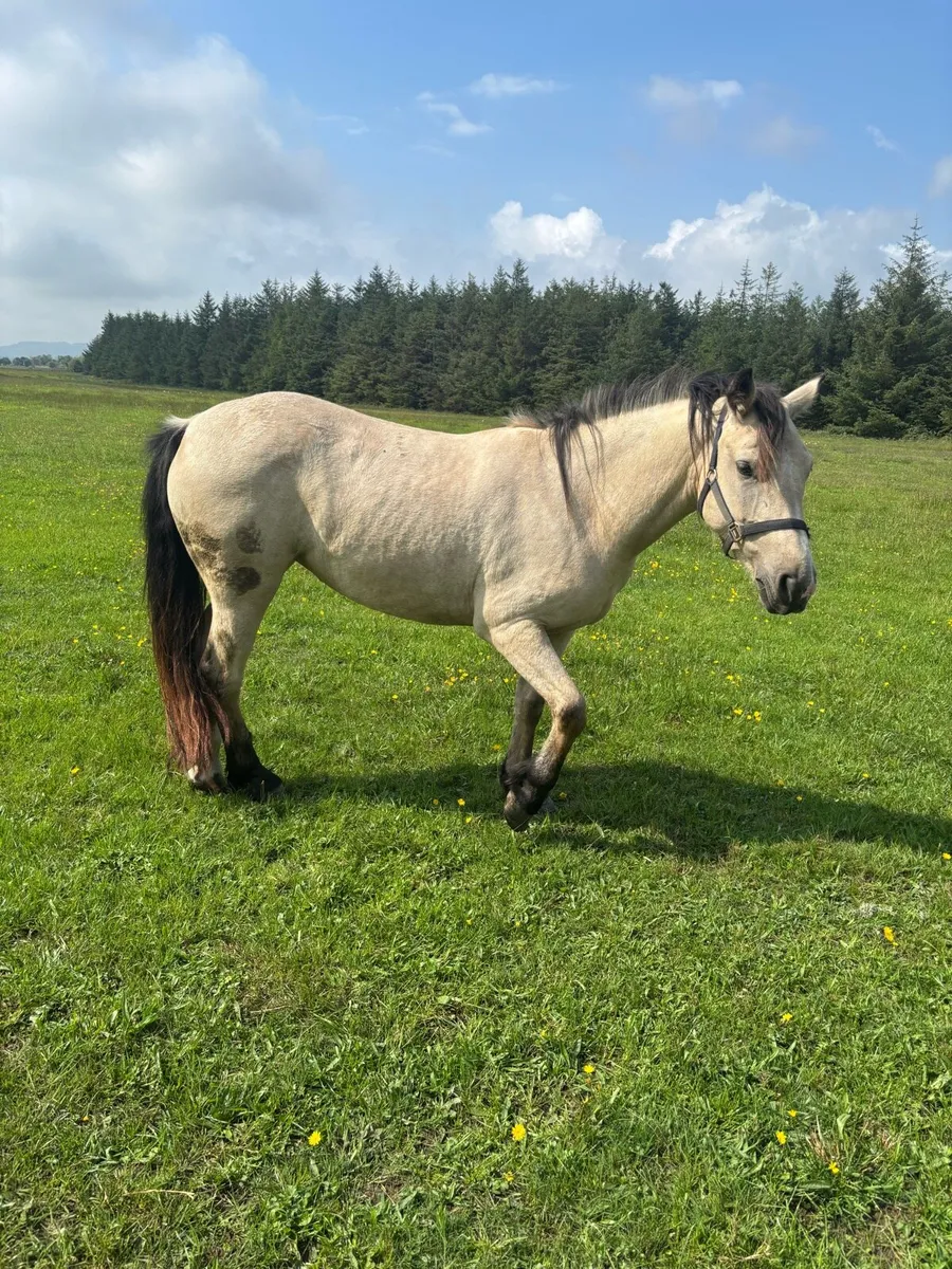 Dun pony - Image 1