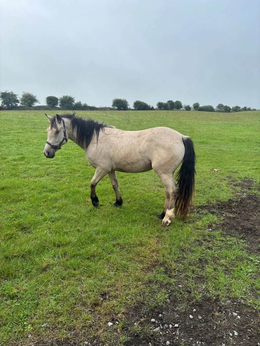 Dun pony - Image 2