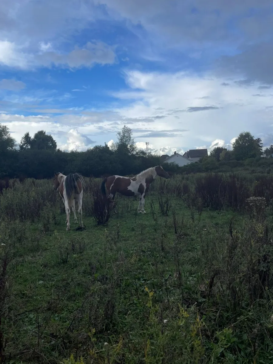 Horse - Image 1